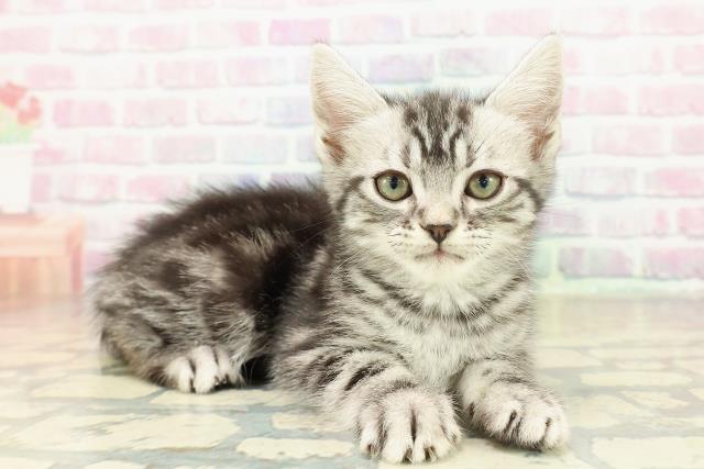 兵庫県のアメリカンショートヘアー (Coo&RIKU神戸三宮店/2025年11月7日生まれ/男の子/シルバータビー)の子猫の3枚目の画像