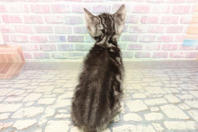 兵庫県のアメリカンショートヘアー (Coo&RIKU神戸三宮店/2025年11月7日生まれ/男の子/シルバータビー)の子猫の4枚目の画像