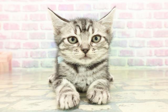 奈良県のアメリカンショートヘアー (Coo&RIKU奈良新庄店/2025年11月7日生まれ/男の子/シルバータビー)の子猫の1枚目の画像