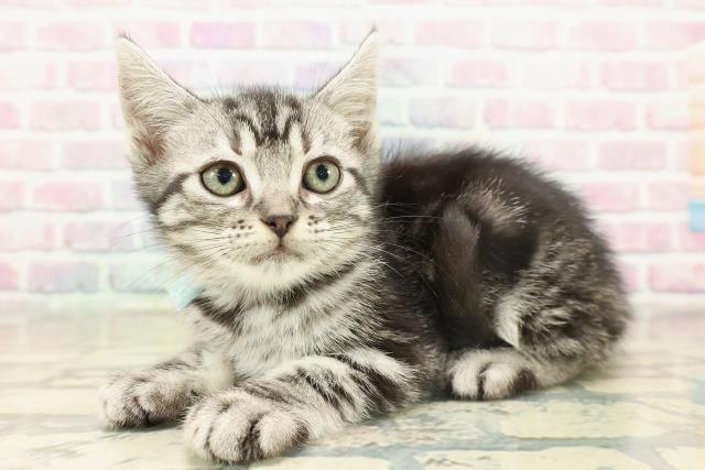 奈良県のアメリカンショートヘアー (Coo&RIKU奈良新庄店/2025年11月7日生まれ/男の子/シルバータビー)の子猫の2枚目の画像