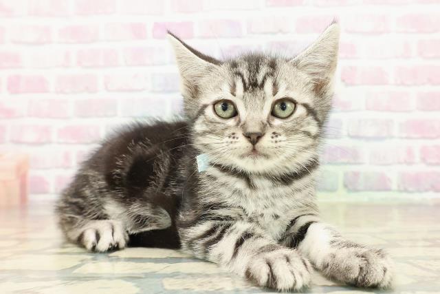 奈良県のアメリカンショートヘアー (Coo&RIKU奈良新庄店/2025年11月7日生まれ/男の子/シルバータビー)の子猫の3枚目の画像