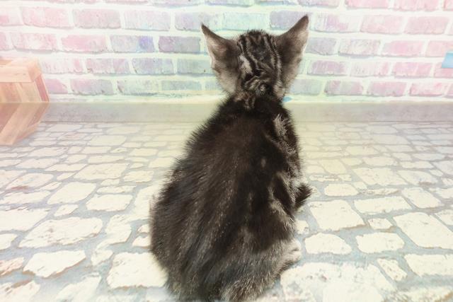 奈良県のアメリカンショートヘアー (Coo&RIKU奈良新庄店/2025年11月7日生まれ/男の子/シルバータビー)の子猫の4枚目の画像