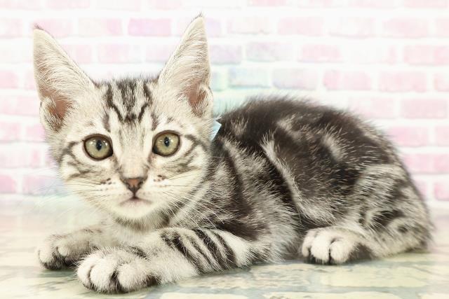 兵庫県のアメリカンショートヘアー (Coo&RIKU伊丹店/2025年11月7日生まれ/男の子/シルバータビー)の子猫の2枚目の画像
