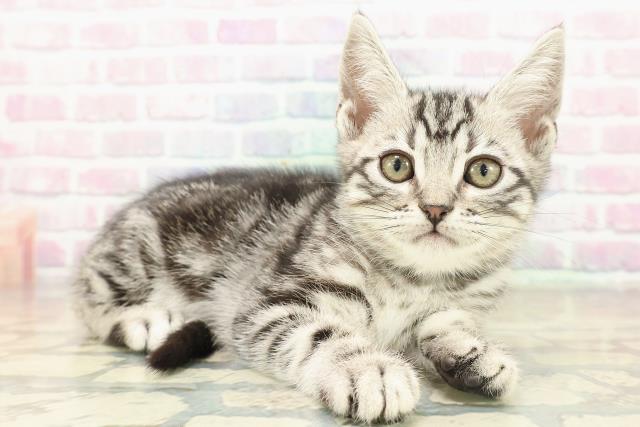 兵庫県のアメリカンショートヘアー (Coo&RIKU伊丹店/2025年11月7日生まれ/男の子/シルバータビー)の子猫の3枚目の画像