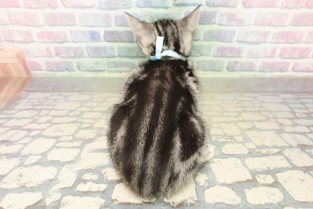 兵庫県のアメリカンショートヘアー (Coo&RIKU伊丹店/2025年11月7日生まれ/男の子/シルバータビー)の子猫の4枚目の画像