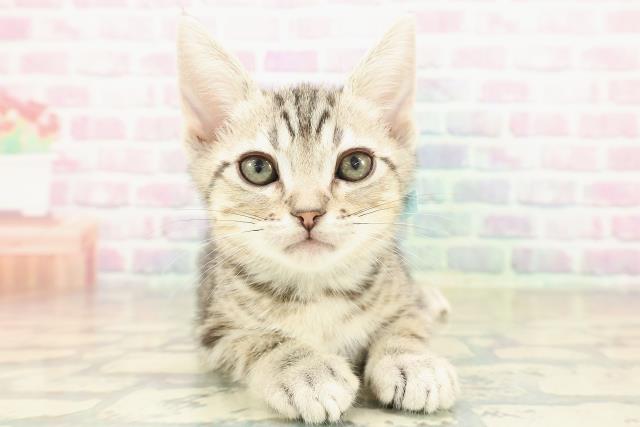 京都府のアメリカンショートヘアー (Coo&RIKU京都河原町店/2025年11月7日生まれ/男の子/ブラウンタビー)の子猫の1枚目の画像