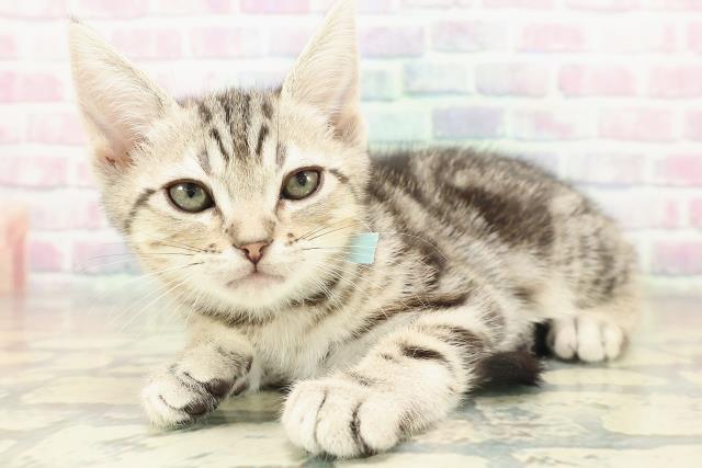 京都府のアメリカンショートヘアー (Coo&RIKU京都河原町店/2025年11月7日生まれ/男の子/ブラウンタビー)の子猫の2枚目の画像