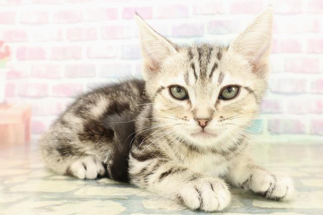 京都府のアメリカンショートヘアー (Coo&RIKU京都河原町店/2025年11月7日生まれ/男の子/ブラウンタビー)の子猫の3枚目の画像