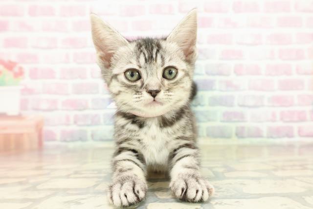 大阪府のアメリカンショートヘアー (Coo&RIKU枚方店/2025年11月7日生まれ/女の子/シルバーパッチドタビー)の子猫の1枚目の画像