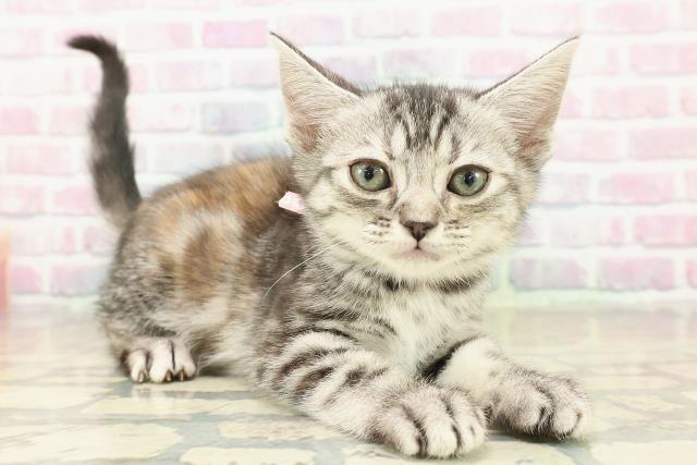 大阪府のアメリカンショートヘアー (Coo&RIKU枚方店/2025年11月7日生まれ/女の子/シルバーパッチドタビー)の子猫の3枚目の画像