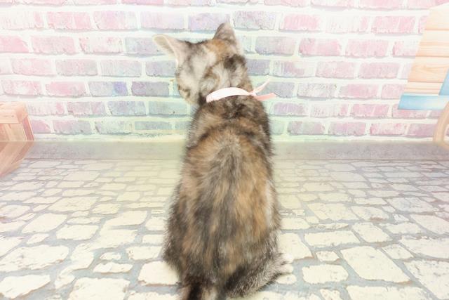 大阪府のアメリカンショートヘアー (Coo&RIKU枚方店/2025年11月7日生まれ/女の子/シルバーパッチドタビー)の子猫の4枚目の画像