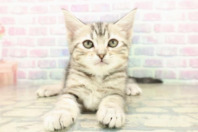 大阪府のアメリカンショートヘアー (Coo&RIKU松原店/2025年11月7日生まれ/女の子/シルバーパッチドタビー)の子猫