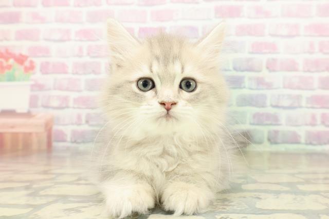 兵庫県のミヌエット (Coo&RIKU明石店/2025年11月9日生まれ/女の子/ブルーパッチドタビー)の子猫の1枚目の画像