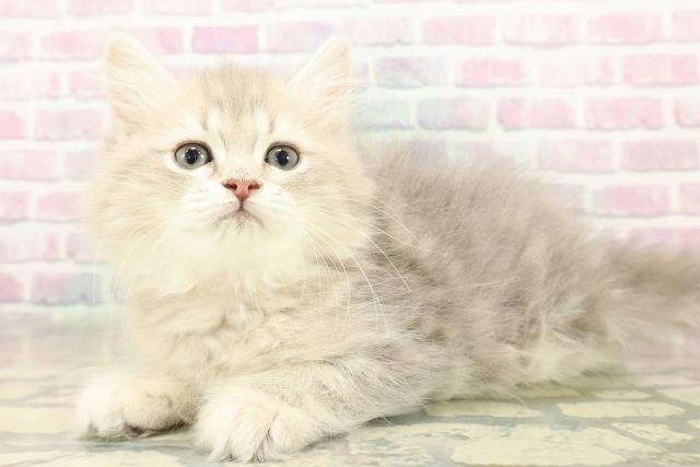 兵庫県のミヌエット (Coo&RIKU明石店/2025年11月9日生まれ/女の子/ブルーパッチドタビー)の子猫の2枚目の画像