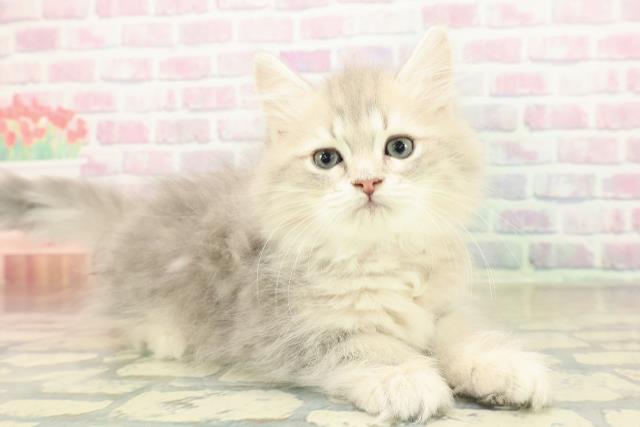 兵庫県のミヌエット (Coo&RIKU明石店/2025年11月9日生まれ/女の子/ブルーパッチドタビー)の子猫の3枚目の画像