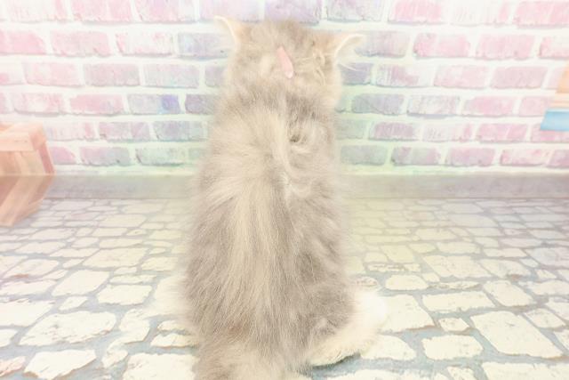 兵庫県のミヌエット (Coo&RIKU明石店/2025年11月9日生まれ/女の子/ブルーパッチドタビー)の子猫の4枚目の画像