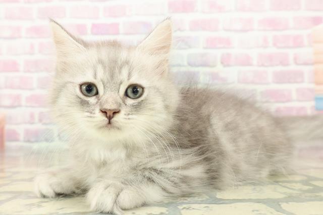 大阪府のミヌエット (Coo&RIKU高槻店/2025年11月9日生まれ/男の子/ブルータビー)の子猫の2枚目の画像