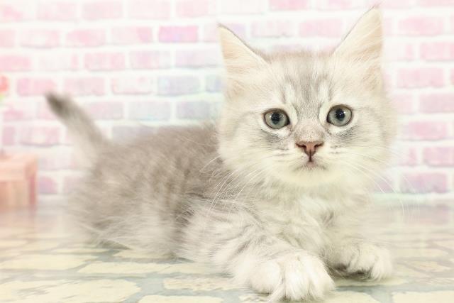 大阪府のミヌエット (Coo&RIKU高槻店/2025年11月9日生まれ/男の子/ブルータビー)の子猫の3枚目の画像