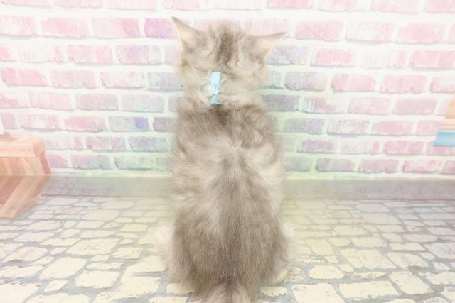 大阪府のミヌエット (Coo&RIKU高槻店/2025年11月9日生まれ/男の子/ブルータビー)の子猫の4枚目の画像