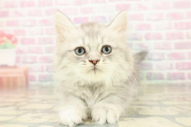 京都府のミヌエット (Coo&RIKU京都店/2025年11月9日生まれ/男の子/ブルータビー)の子猫の1枚目の画像