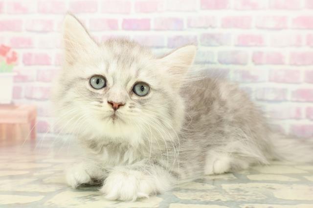 京都府のミヌエット (Coo&RIKU京都店/2025年11月9日生まれ/男の子/ブルータビー)の子猫の2枚目の画像