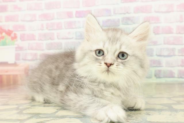 京都府のミヌエット (Coo&RIKU京都店/2025年11月9日生まれ/男の子/ブルータビー)の子猫の3枚目の画像