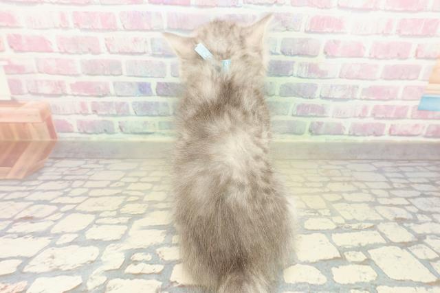 京都府のミヌエット (Coo&RIKU京都店/2025年11月9日生まれ/男の子/ブルータビー)の子猫の4枚目の画像