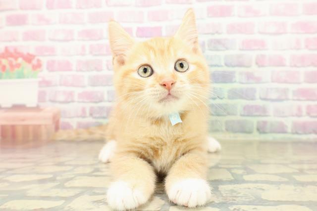 和歌山県のマンチカン (Coo&RIKU和歌山店/2025年11月10日生まれ/男の子/レッドタビー)の子猫の1枚目の画像