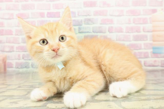 和歌山県のマンチカン (Coo&RIKU和歌山店/2025年11月10日生まれ/男の子/レッドタビー)の子猫の2枚目の画像