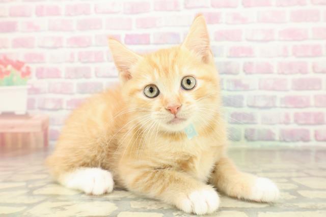 和歌山県のマンチカン (Coo&RIKU和歌山店/2025年11月10日生まれ/男の子/レッドタビー)の子猫の3枚目の画像