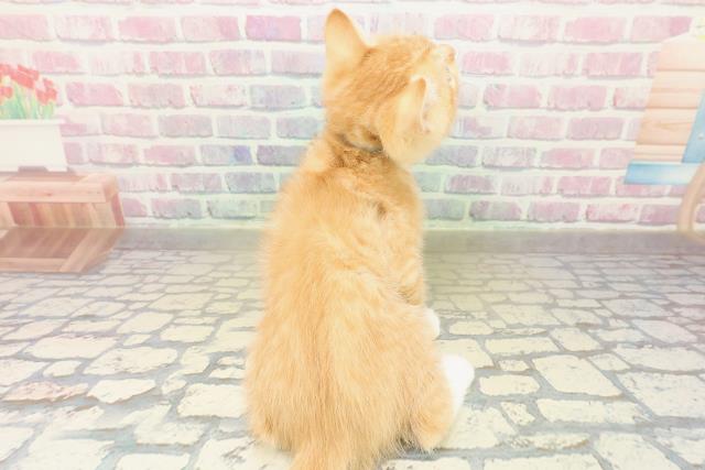 和歌山県のマンチカン (Coo&RIKU和歌山店/2025年11月10日生まれ/男の子/レッドタビー)の子猫の4枚目の画像