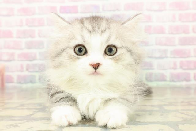 京都府のミヌエット (Coo&RIKU京都河原町店/2025年11月11日生まれ/男の子/シルバータビーホワイト)の子猫の1枚目の画像