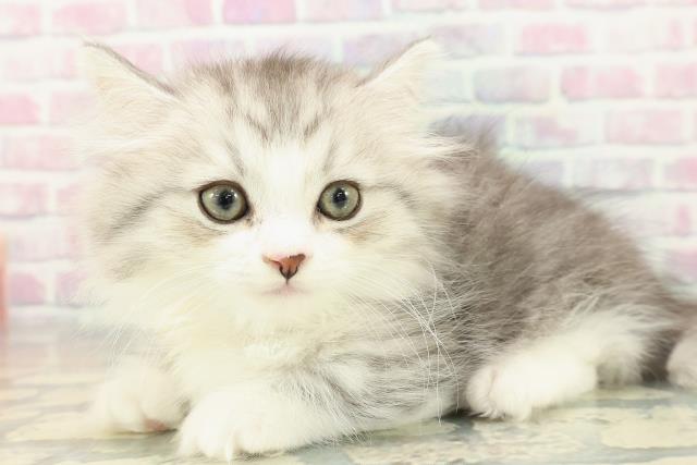 京都府のミヌエット (Coo&RIKU京都河原町店/2025年11月11日生まれ/男の子/シルバータビーホワイト)の子猫の2枚目の画像