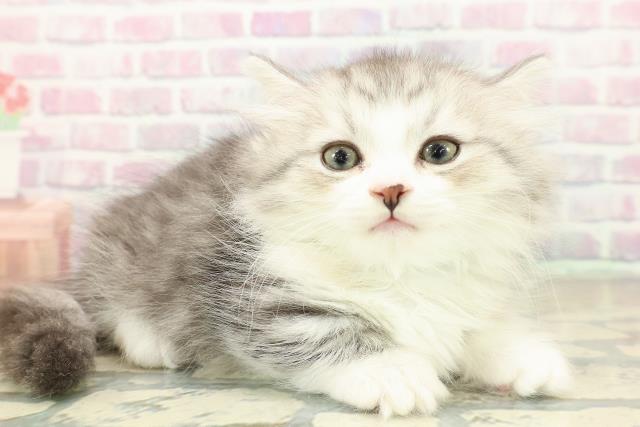 京都府のミヌエット (Coo&RIKU京都河原町店/2025年11月11日生まれ/男の子/シルバータビーホワイト)の子猫の3枚目の画像