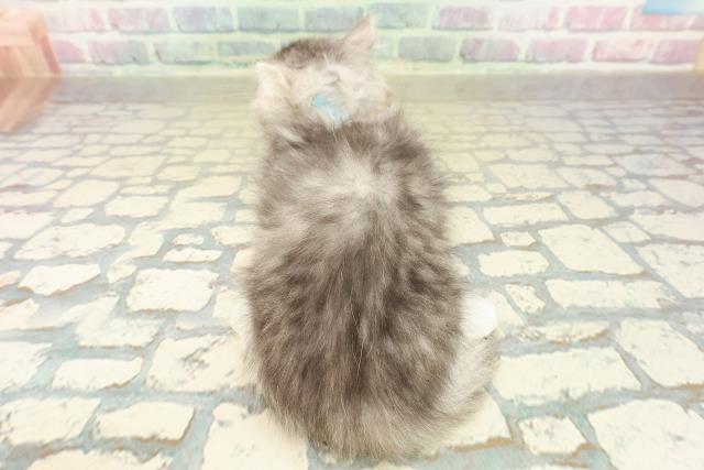 京都府のミヌエット (Coo&RIKU京都河原町店/2025年11月11日生まれ/男の子/シルバータビーホワイト)の子猫の4枚目の画像