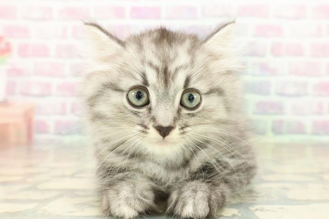 兵庫県のミヌエット (Coo&RIKU三木店/2025年11月11日生まれ/男の子/シルバータビー)の子猫の1枚目の画像