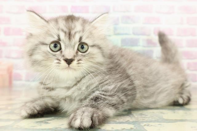 兵庫県のミヌエット (Coo&RIKU三木店/2025年11月11日生まれ/男の子/シルバータビー)の子猫の2枚目の画像