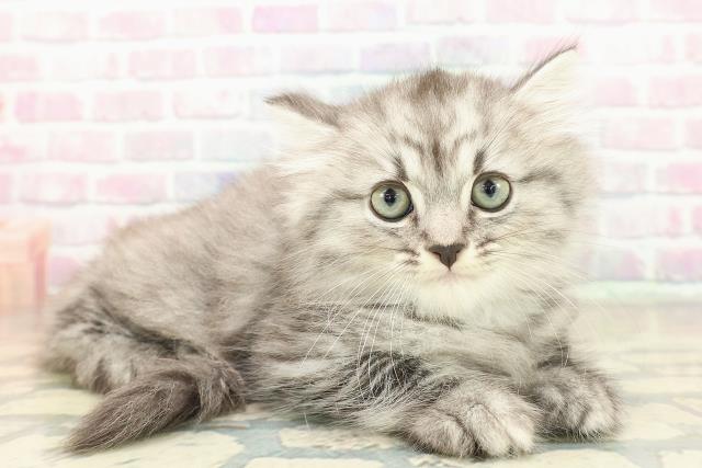 兵庫県のミヌエット (Coo&RIKU三木店/2025年11月11日生まれ/男の子/シルバータビー)の子猫の3枚目の画像