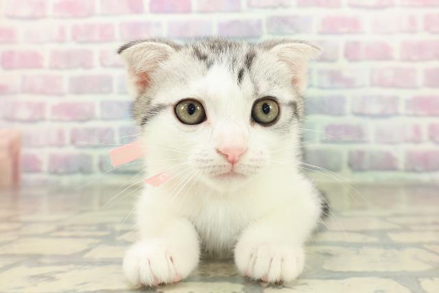 千葉県のスコティッシュフォールド (Coo&RIKUアクロスモール新鎌ケ谷店/2025年11月12日生まれ/女の子/シルバータビーホワイト)の子猫の1枚目の画像