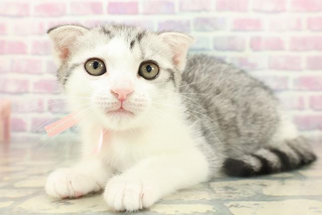 千葉県のスコティッシュフォールド (Coo&RIKUアクロスモール新鎌ケ谷店/2025年11月12日生まれ/女の子/シルバータビーホワイト)の子猫の2枚目の画像
