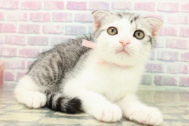 千葉県のスコティッシュフォールド (Coo&RIKUアクロスモール新鎌ケ谷店/2025年11月12日生まれ/女の子/シルバータビーホワイト)の子猫の3枚目の画像