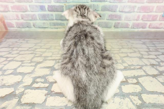 千葉県のスコティッシュフォールド (Coo&RIKUアクロスモール新鎌ケ谷店/2025年11月12日生まれ/女の子/シルバータビーホワイト)の子猫の4枚目の画像