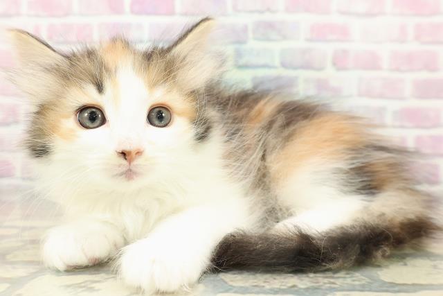 奈良県のノルウェージャンフォレストキャット (Coo&RIKU奈良新庄店/2025年11月12日生まれ/女の子/キャリコ)の子猫の2枚目の画像