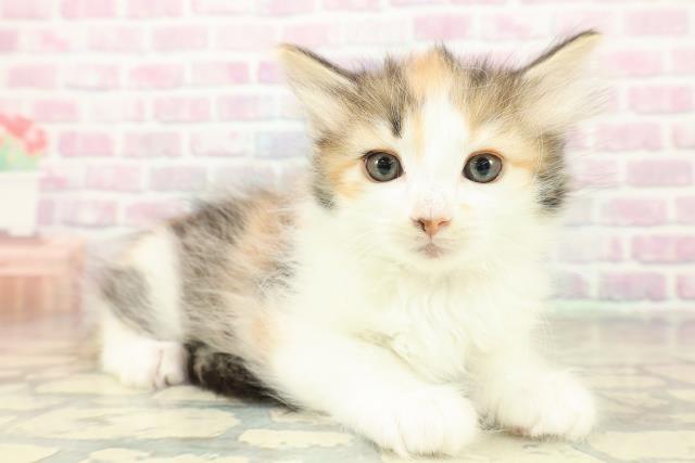 奈良県のノルウェージャンフォレストキャット (Coo&RIKU奈良新庄店/2025年11月12日生まれ/女の子/キャリコ)の子猫の3枚目の画像