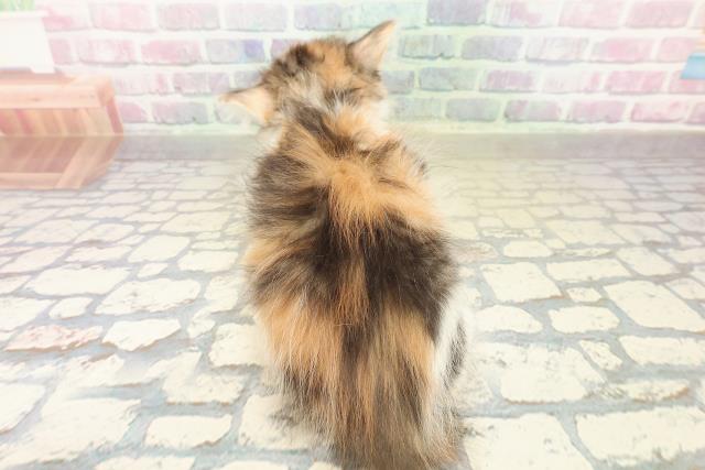 奈良県のノルウェージャンフォレストキャット (Coo&RIKU奈良新庄店/2025年11月12日生まれ/女の子/キャリコ)の子猫の4枚目の画像