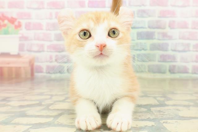 京都府のアメリカンカール (Coo&RIKU京都河原町店/2025年10月29日生まれ/男の子/レッドタビーホワイト)の子猫の1枚目の画像