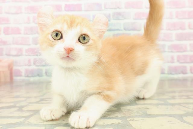 京都府のアメリカンカール (Coo&RIKU京都河原町店/2025年10月29日生まれ/男の子/レッドタビーホワイト)の子猫の2枚目の画像