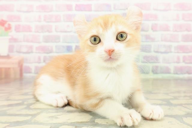 京都府のアメリカンカール (Coo&RIKU京都河原町店/2025年10月29日生まれ/男の子/レッドタビーホワイト)の子猫の3枚目の画像