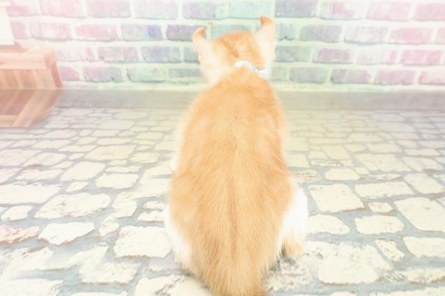 京都府のアメリカンカール (Coo&RIKU京都河原町店/2025年10月29日生まれ/男の子/レッドタビーホワイト)の子猫の4枚目の画像