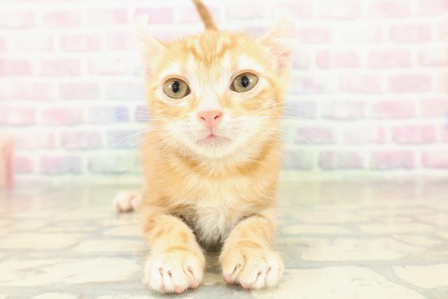 大阪府のアメリカンカール (Coo&RIKU和泉店/2025年10月29日生まれ/女の子/レッドタビー)の子猫